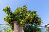 Ein Orangenbaum in Kassandria