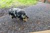 Auch dieses Schweinchen hat dort seine Unterkunft gefunden