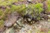 Fairy Pools, Isle of Skye
