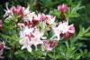 Azalea State Reserve