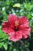 Hibiskus