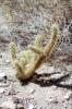 Anza Borrego State Park