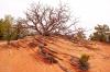 Canyonlands National Park
