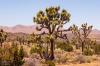 Joshua Tree National Park
