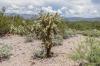 Saguaro National Park East