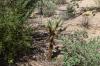 Saguaro National Park West