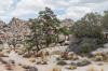 Joshua Tree National Park