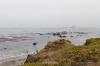 Elephant Seal Vista Point