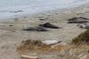Elephant Seal Vista Point