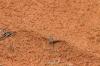 Valley of Fire