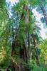 Prairie Creek Redwoods State Park