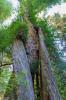 Prairie Creek Redwoods State Park