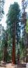 Sequoia National Park